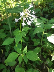 Valeriana pauciflora