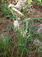 Toxicoscordion venenosum