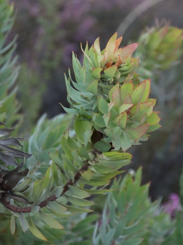 Image of Leucadendron daphnoides by (c) Tony Rebelo, some rights reserved (CC BY-SA)
