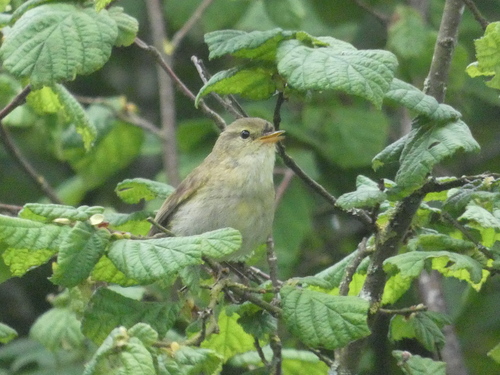 Mosquitero ibérico (Phylloscopus ibericus)