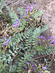 Astragalus iodanthus