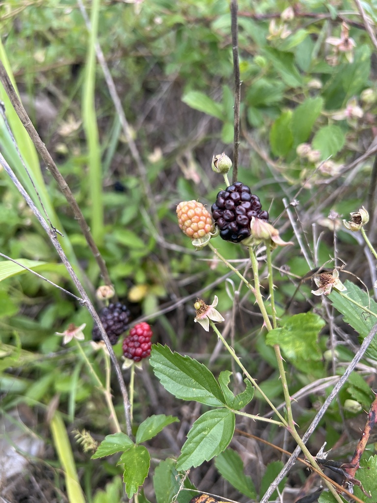 Shining Florida Dewberry