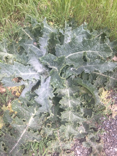 cotton thistle