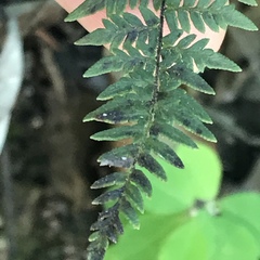 Myriopteris microphylla