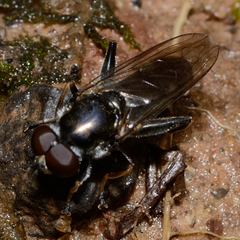 Chalcosyrphus