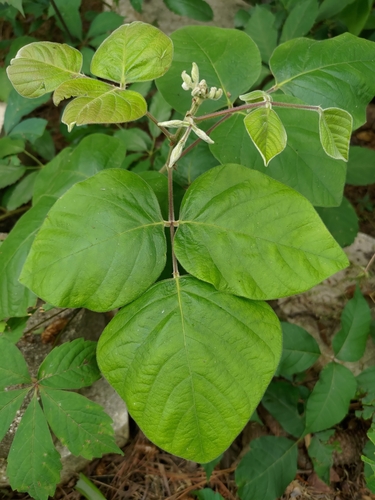 Desmodium viridiflorum
