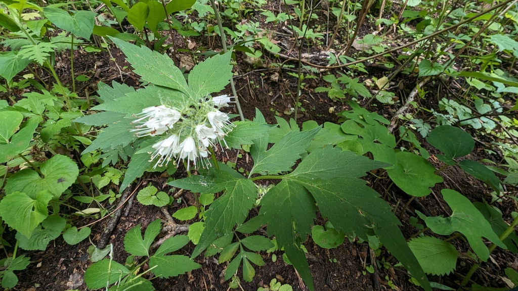 Virginia waterleaf from Syria, VA 22743, USA on May 11, 2024 at 01:24 ...