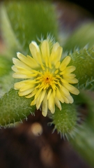 Delosperma echinatum