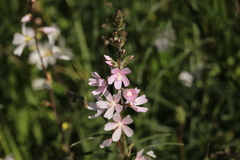Sidalcea campestris