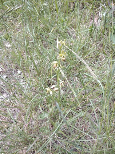 Image of Ophrys araneola by (c) Ben Costamagna, some rights reserved (CC BY)