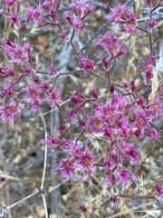 Chorizanthe fimbriata var. laciniata