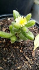 Delosperma echinatum