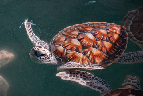 Green Sea Turtle