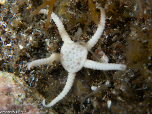 Ophiolepis paucispina observed 2024-05-11