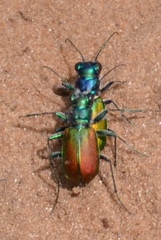 Cicindela scutellaris scutellaris