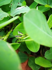 Liebermannacris dorsualis