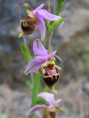 Ophrys heldreichii