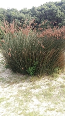 Thamnochortus spicigerus