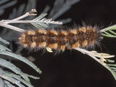 Anthela repleta