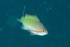 Pseudanthias huchtii
