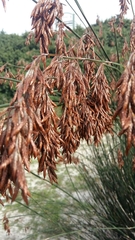 Thamnochortus spicigerus