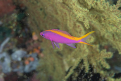 Mirolabrichthys tuka