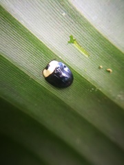 Imatidium thoracicum