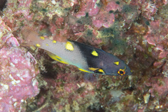 Bodianus mesothorax