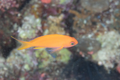 Pseudanthias pleurotaenia
