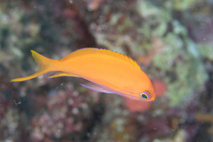Pseudanthias pleurotaenia