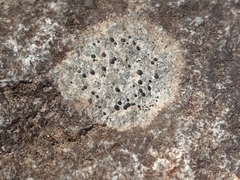 Mycoblastus sanguinarius