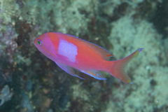 Pseudanthias pleurotaenia