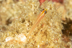 Trimma anaima