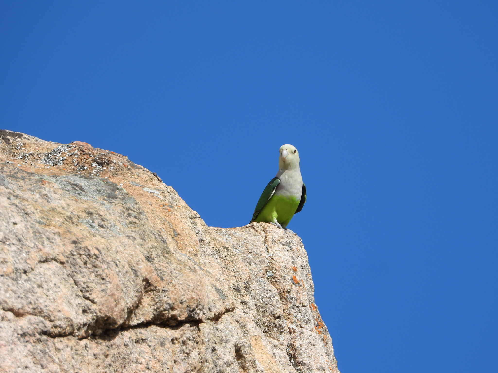 Grey-headed Lovebird (Agapornis canus), photo 9