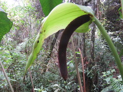 Anthurium bogotense