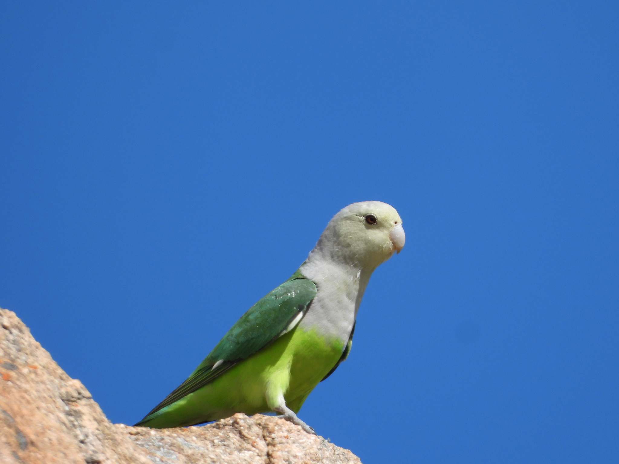 Grey-headed Lovebird (Agapornis canus), photo 7
