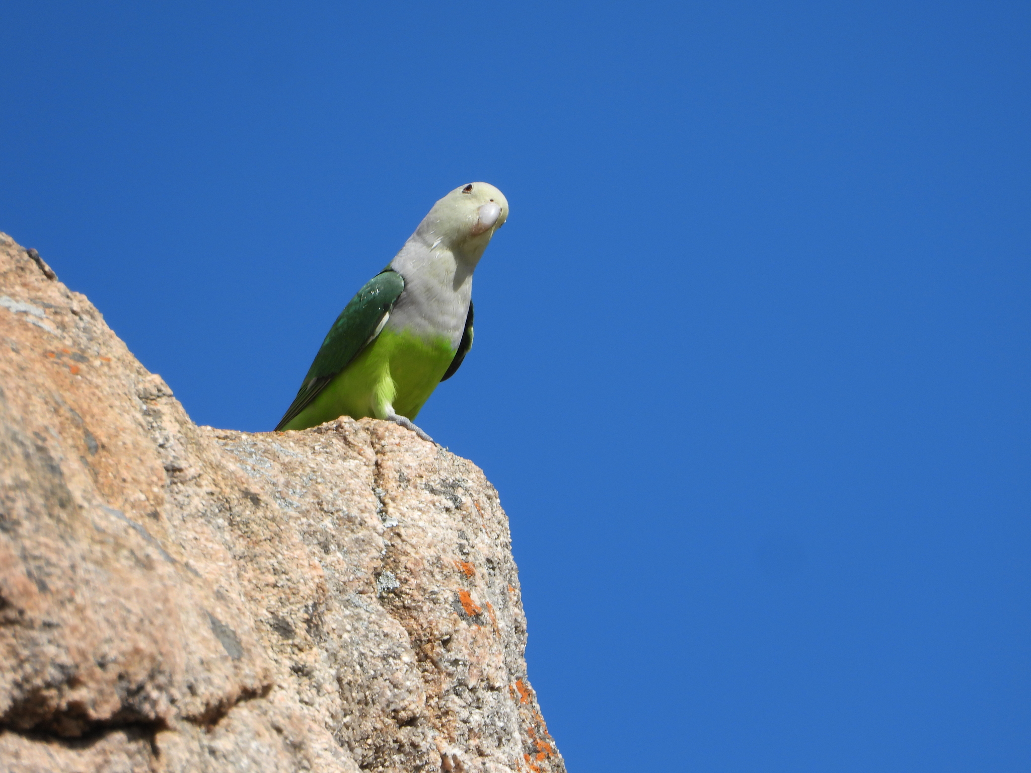 Grey-headed Lovebird (Agapornis canus), photo 8