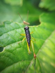 Liebermannacris dorsualis