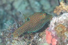 Canthigaster papua