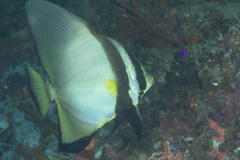 Platax pinnatus