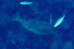 Canthidermis maculata