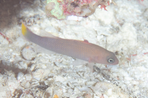 Marshall dottyback (Pseudochromis marshallensis) — Pseudochromidae