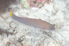 Pseudochromis marshallensis