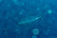 Scomberomorus commerson