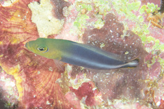 Pseudochromis bitaeniatus