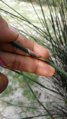 Thamnochortus spicigerus