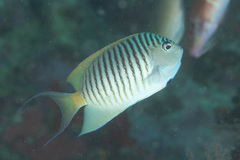 Swallowtail Angelfish photo 2