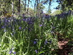 Camassia leichtlinii