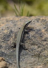 Podarcis muralis
