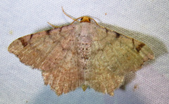 Macaria bicolorata